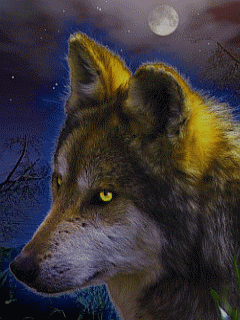 Animal Screensavers 0063